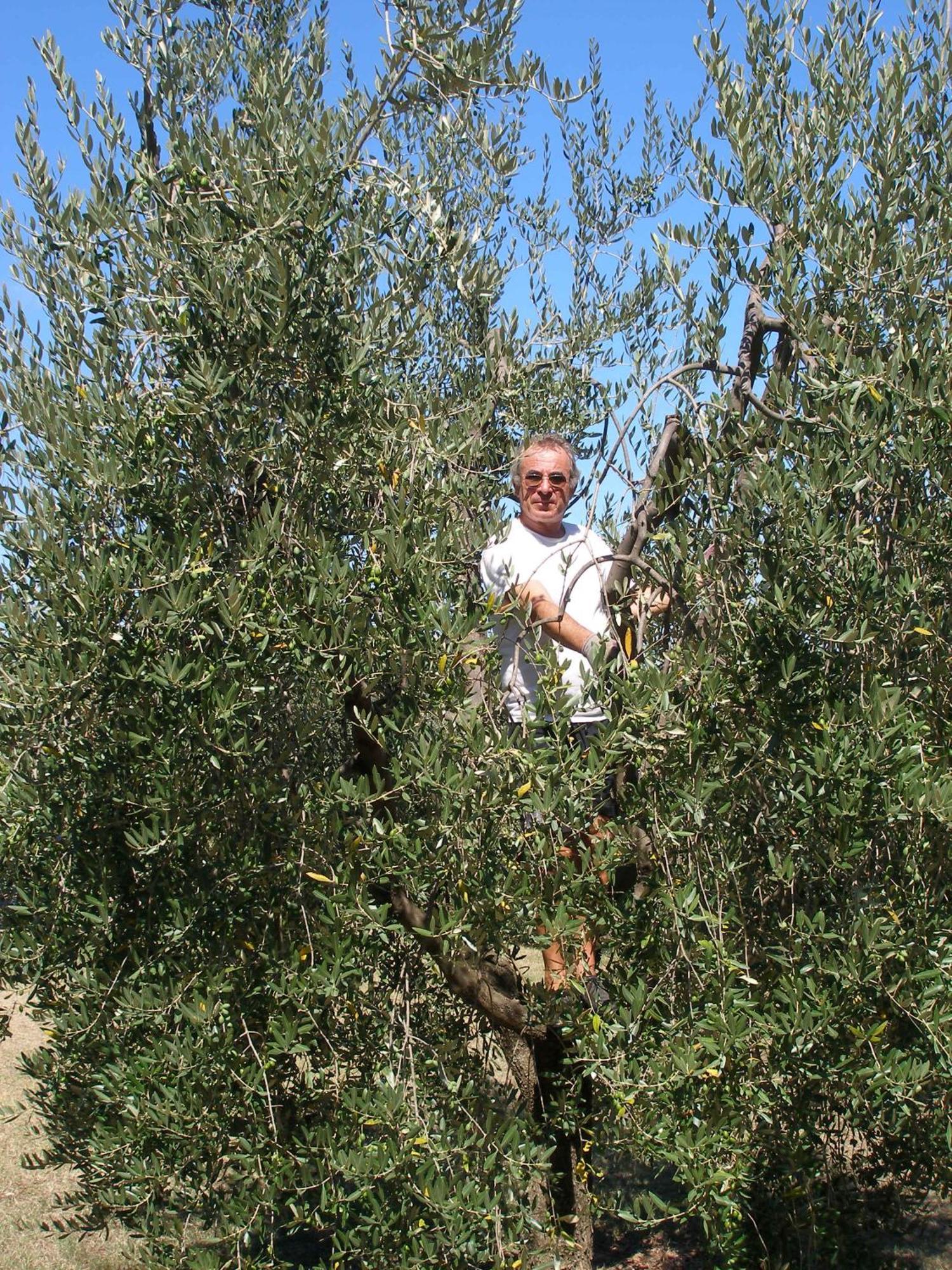Podere Bellavista San Gimignano Exteriör bild